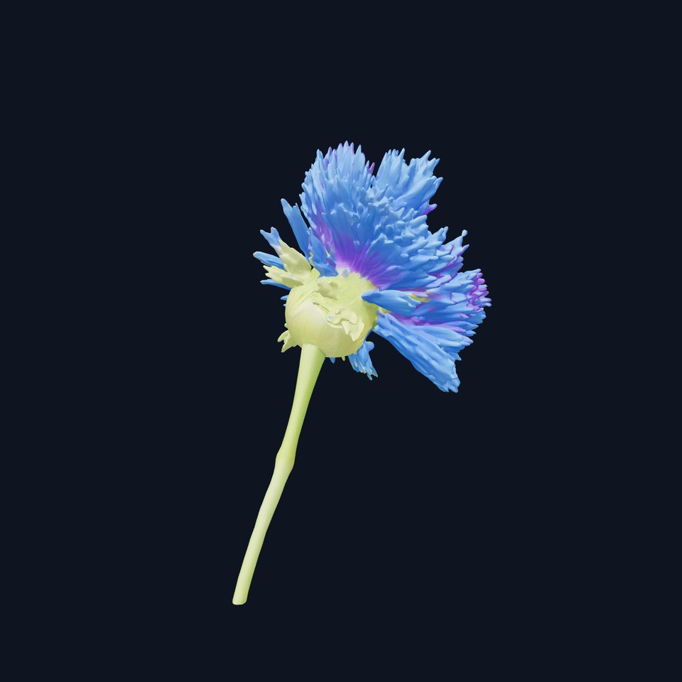 Blue Cornflower Wildflower model pack